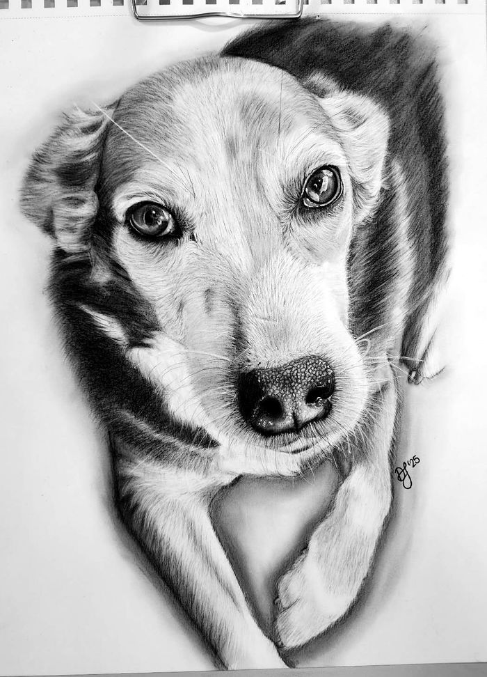 Graphite portrait of a beagle resting
