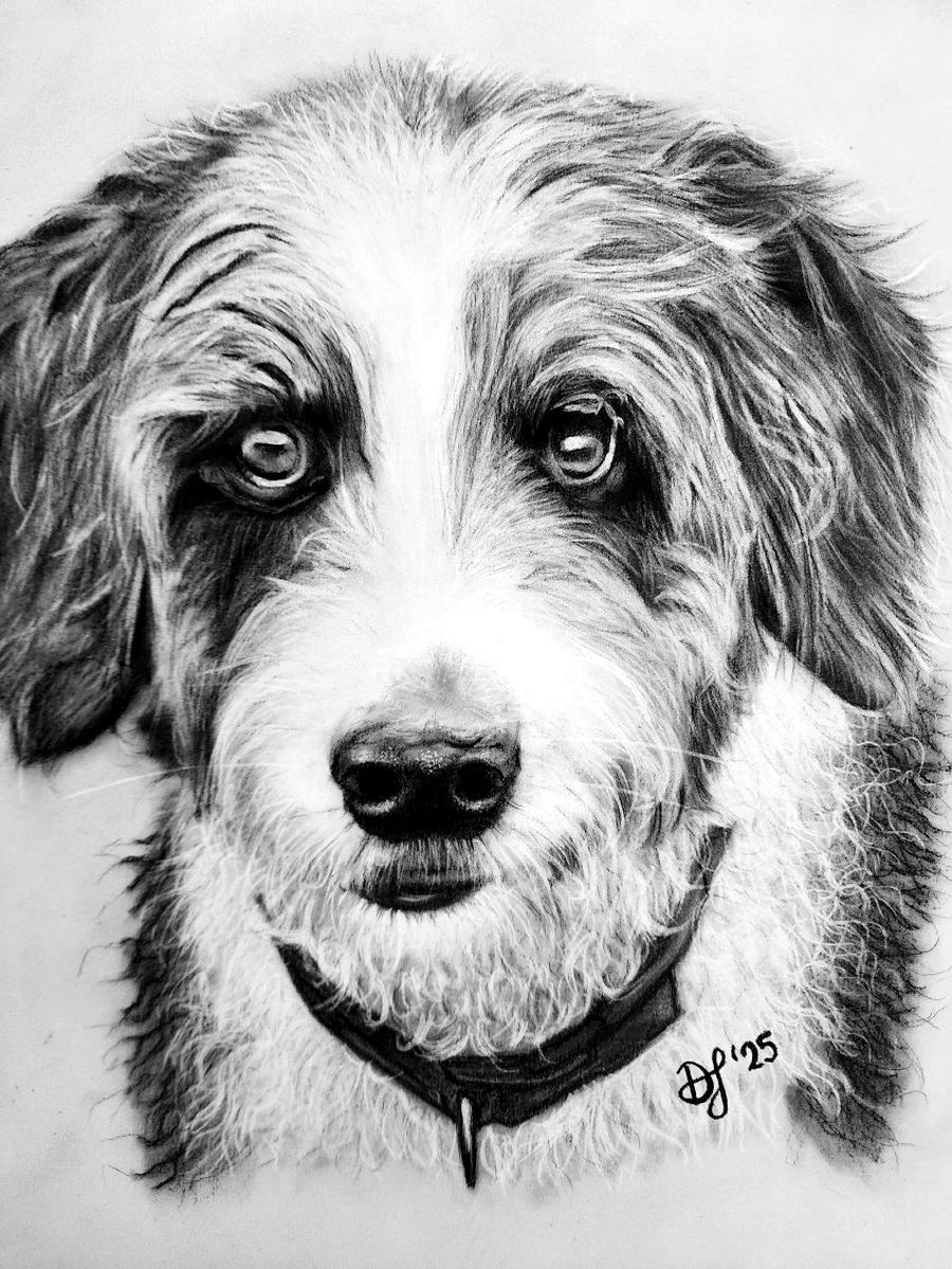 Hand-drawn graphite portrait of a bernedoodle dog